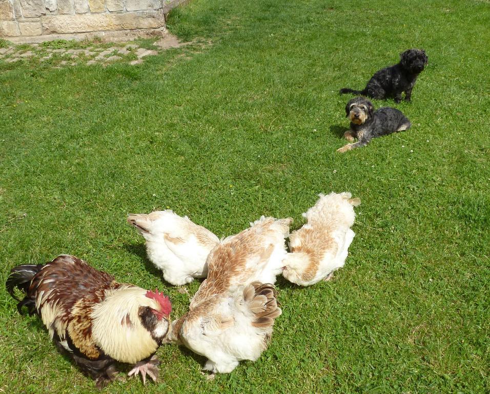 FeWo Gutendorf Bad Berka Quarto foto