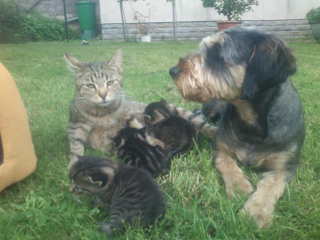 FeWo Gutendorf Bad Berka Quarto foto